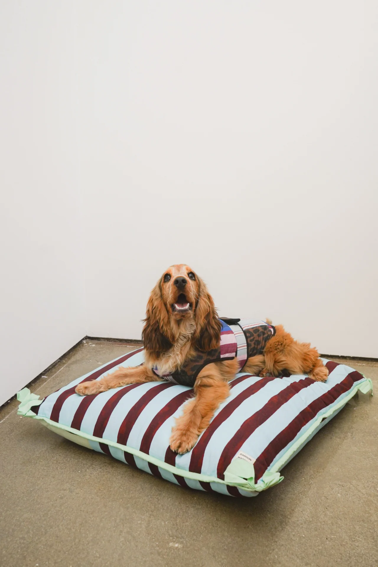 Dog Coat - Patchwork - Image 6